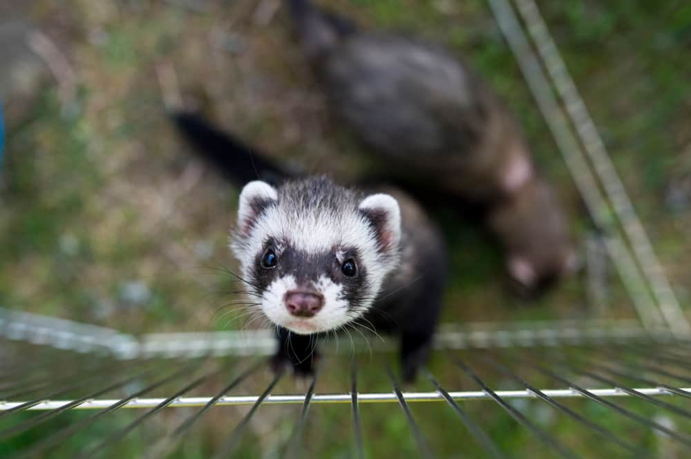 a ferret stands against a playpen looking up