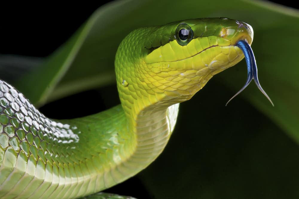 a green snake smells the air with its tongue