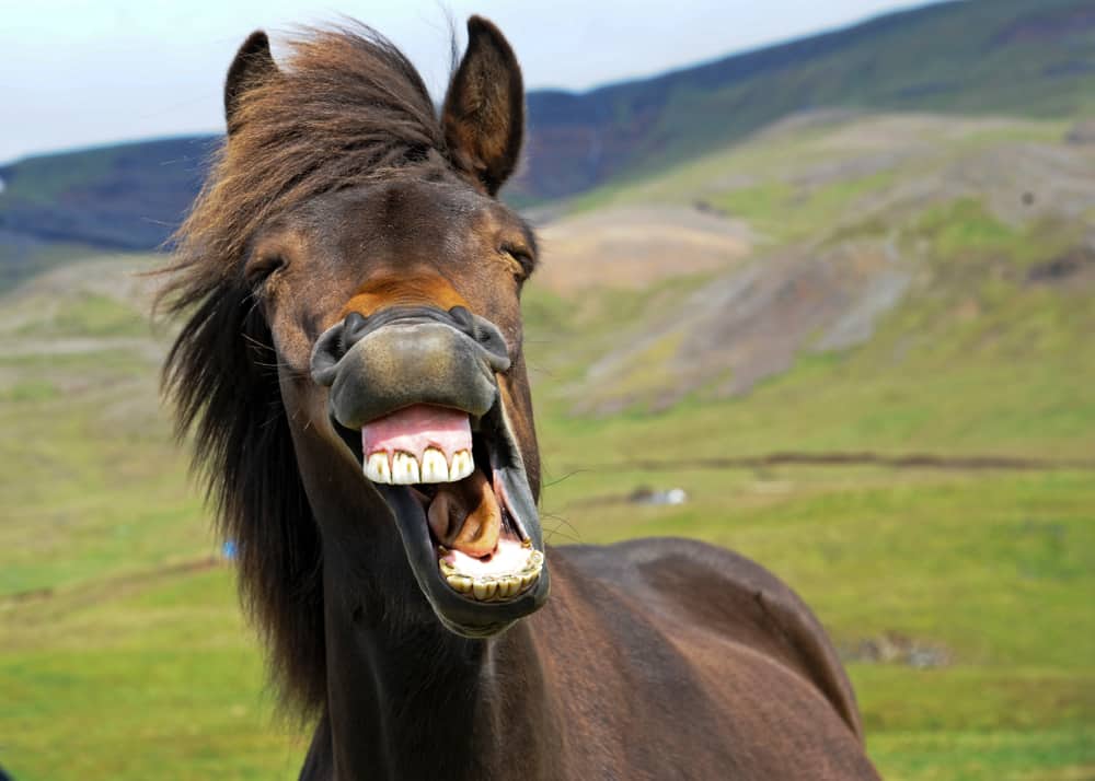 a horse with its mouth wide open showing its teeth