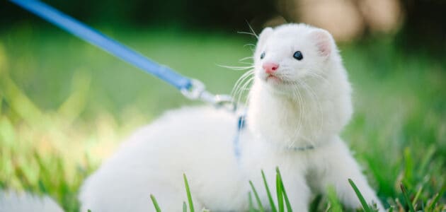 277 Cute Ferret Names for Your Frisky Furball