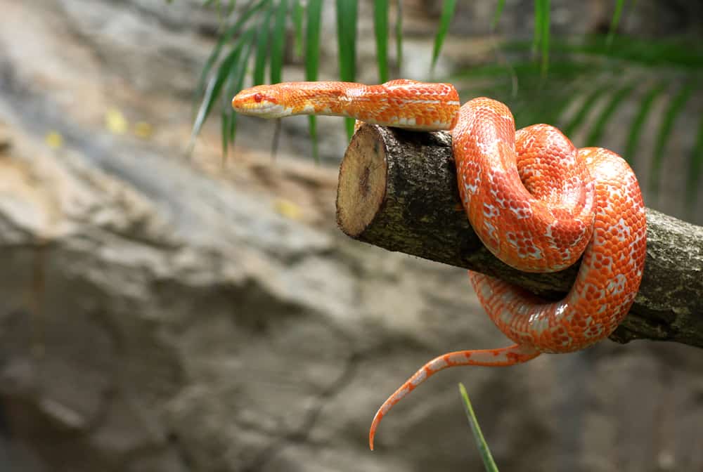 an orange corn snake coiled around a branch