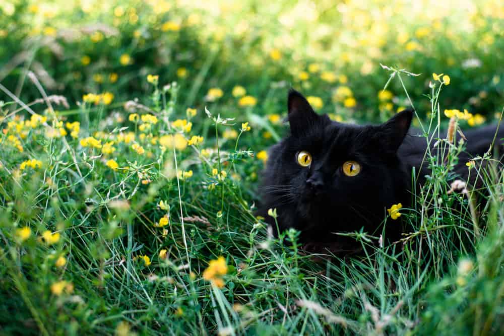 black cat surrounded by yellow flowers