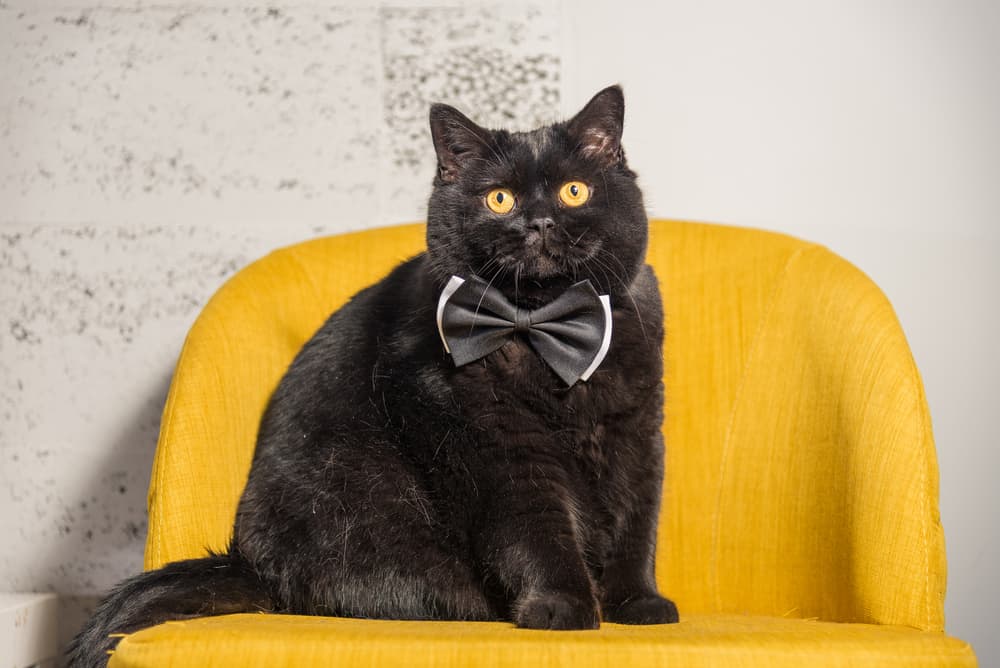 black cat wearing bow tie