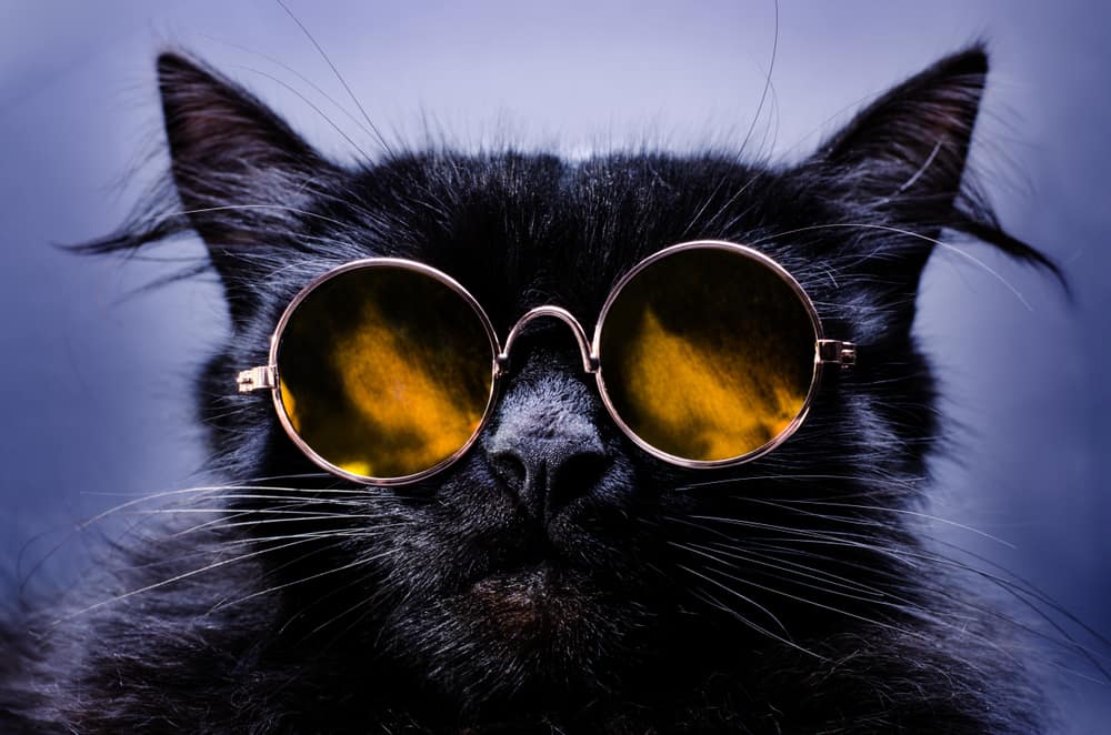 black cat wearing shades