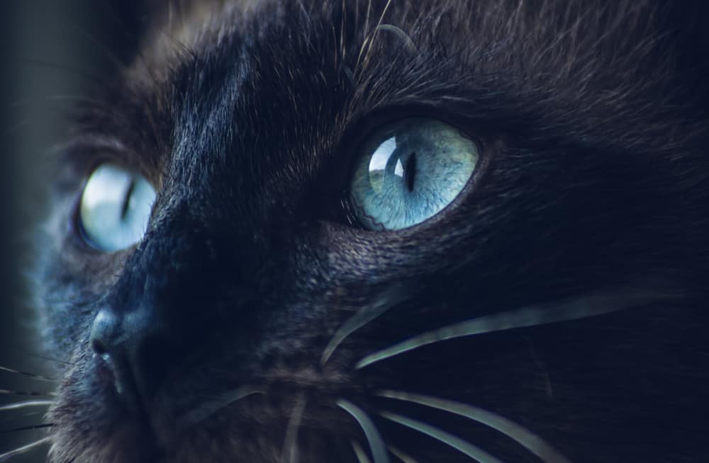 black cat with bright blue eyes