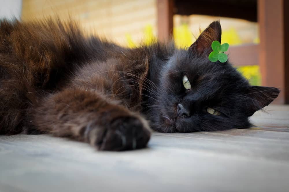 black cat with four leaf clover on head