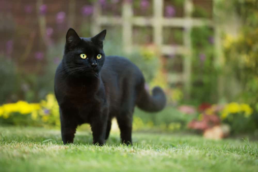 black cat with green eyes in yard