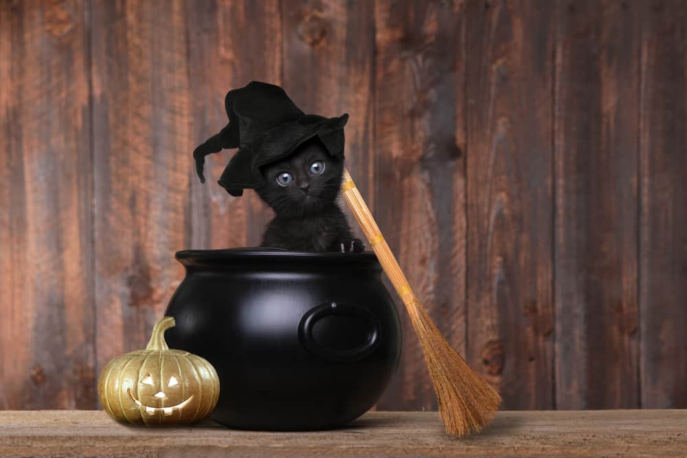 black kitten in cauldron wearing witch hat