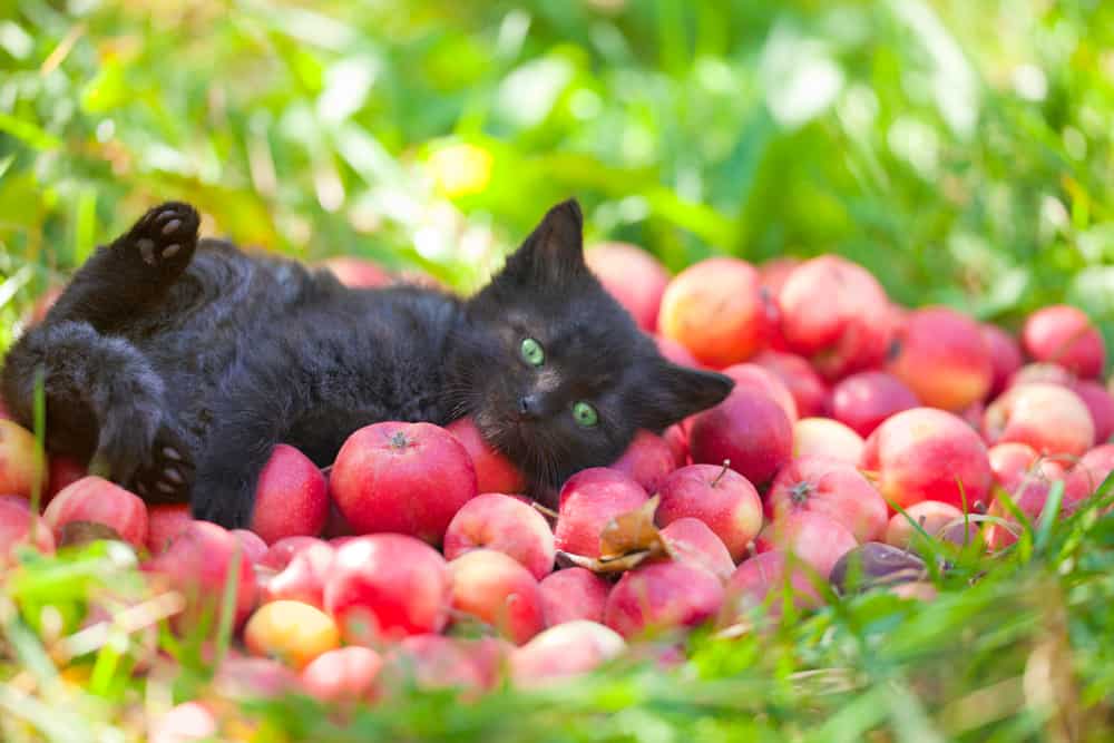 black kitten lying on apples