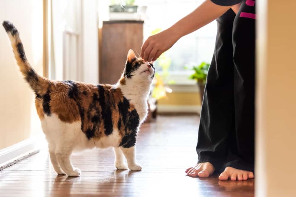 calico cat being fed treat