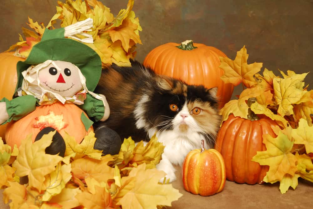 calico cat sat beside scarecrow doll amongst pumpkins