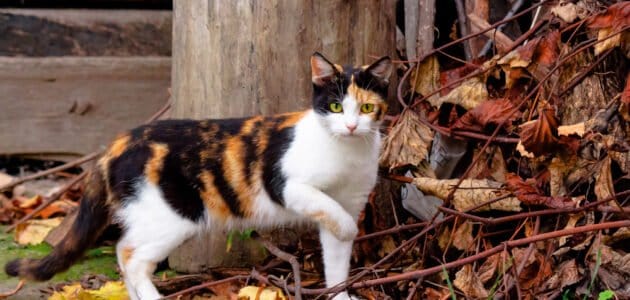 140+ Calico Cat Names for Your Lucky Feline