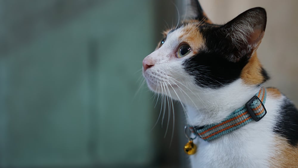 calico cat wearing collar