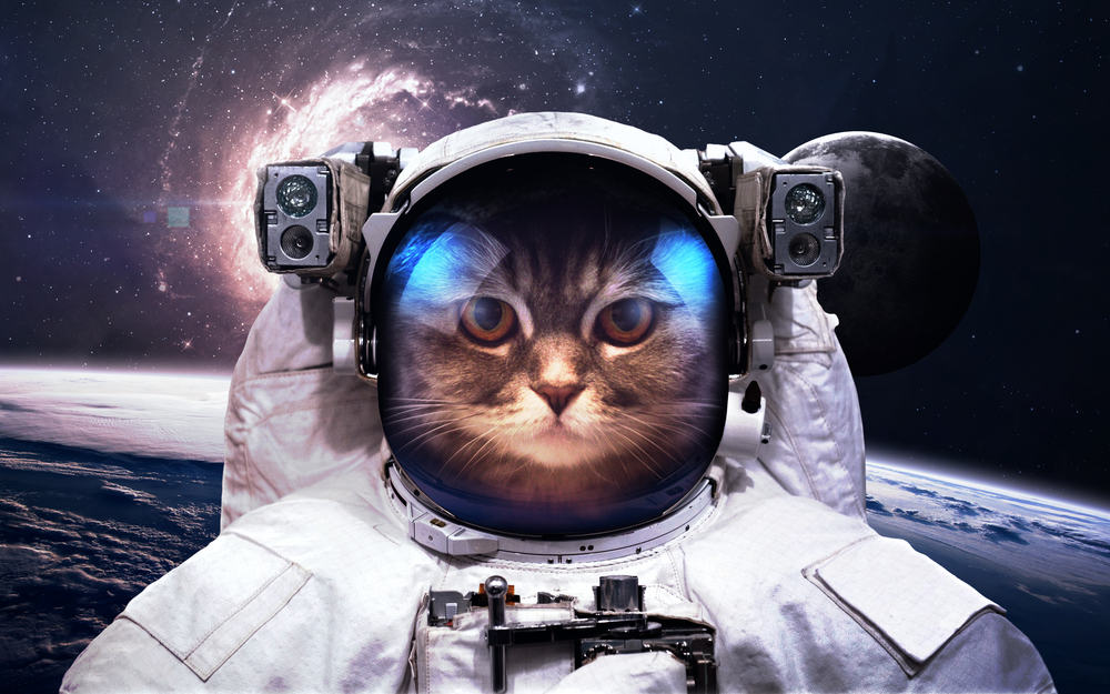 cat dressed up as astronaut in outer space