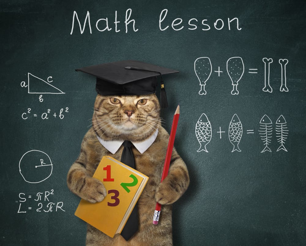 160 Nerdy Cat Names To Show Off Your Geek Pride PetMag