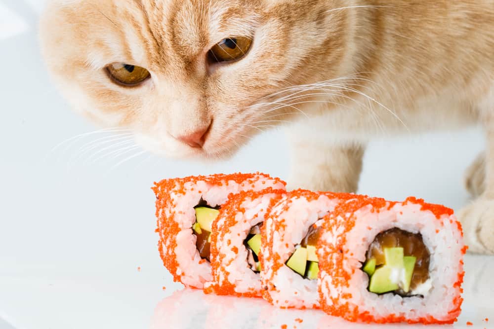 cat looking at sushi rolls