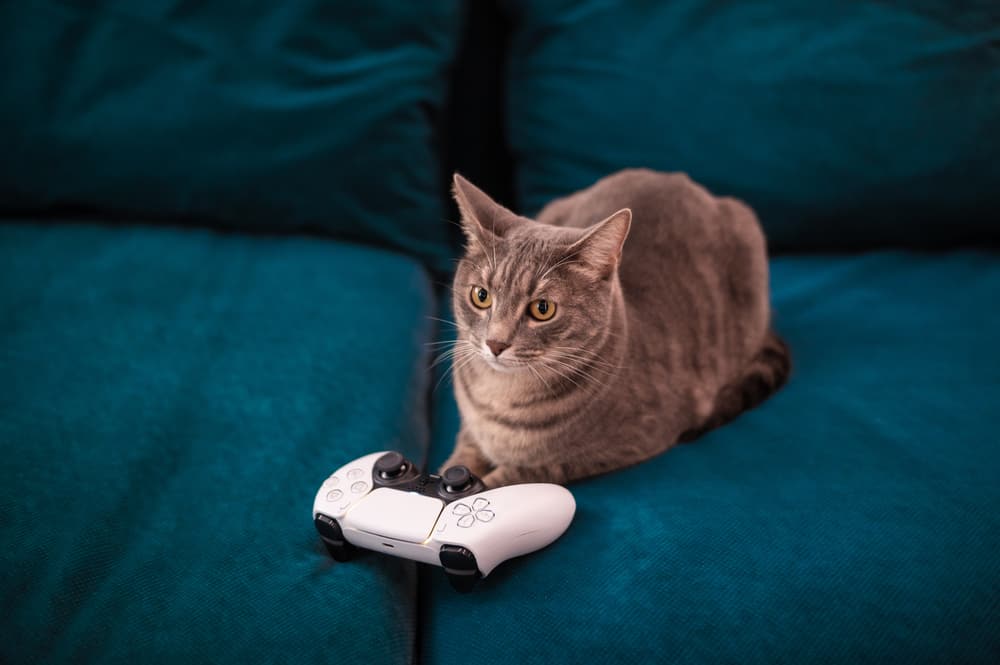 cat on couch with game controller