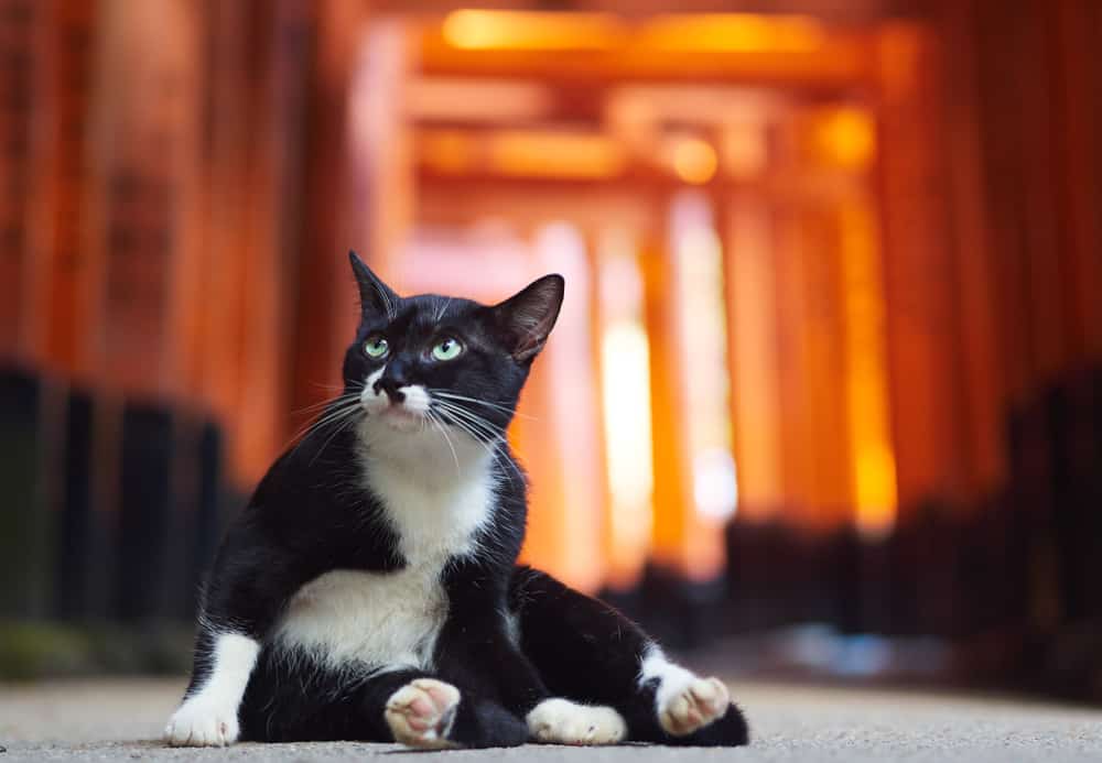 cat sat in front of torii gates