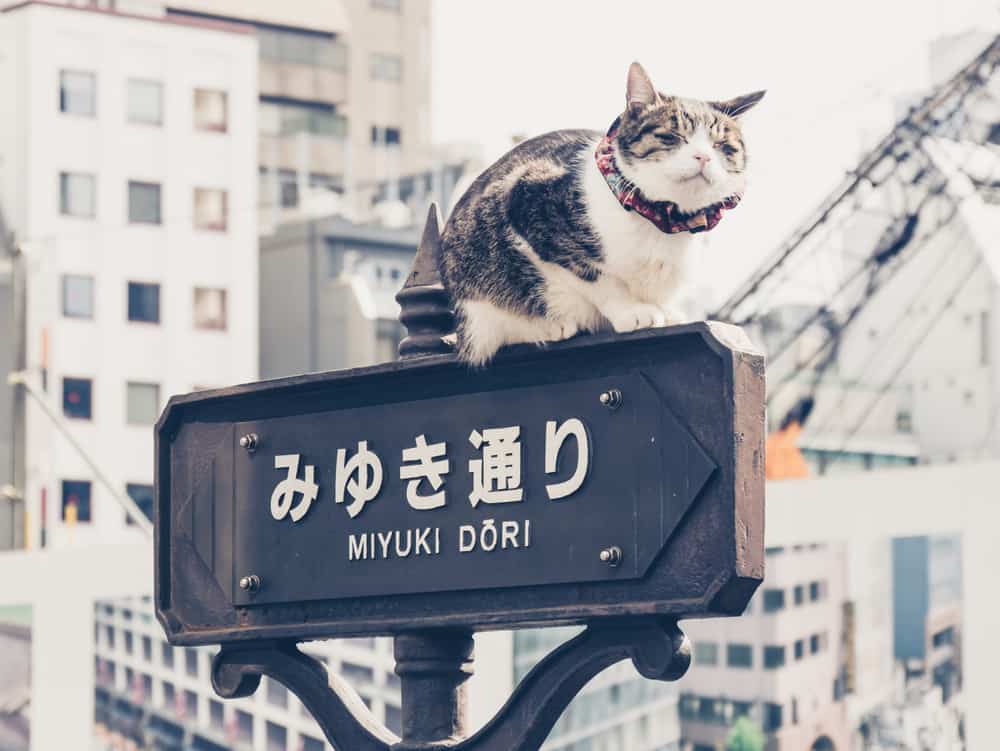 cat sat on Japanese sign