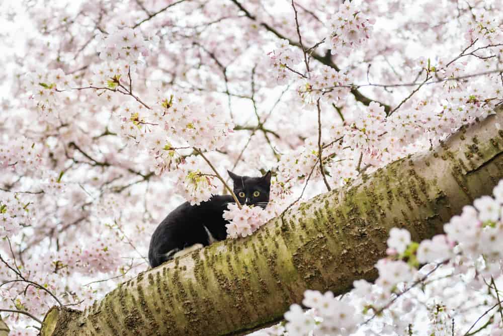 cat sat on cherry blossom tree branch