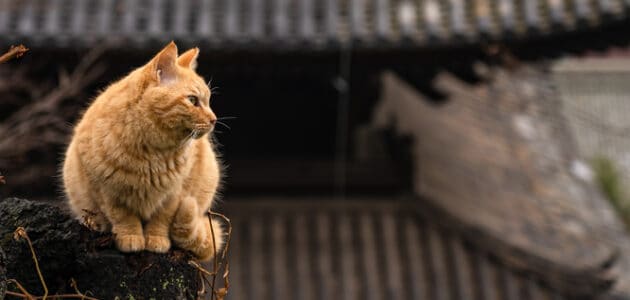 180+ Kawaii Japanese Cat Names for Your Gorgeous Feline