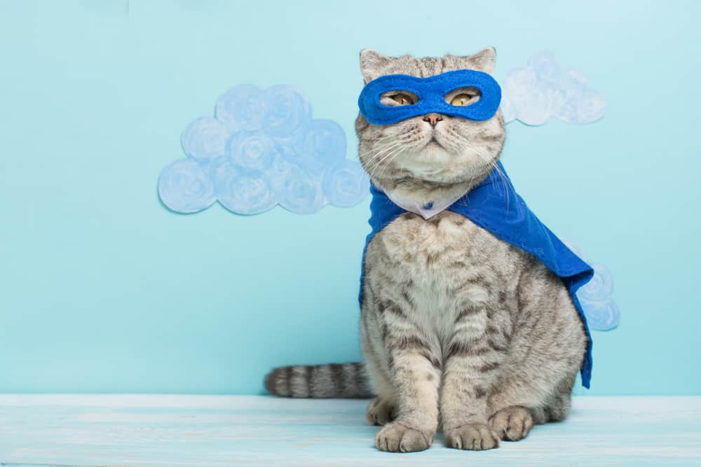 cat wearing blue eye mask and cape