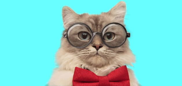 160+ Nerdy Cat Names to Show off Your Geek Pride