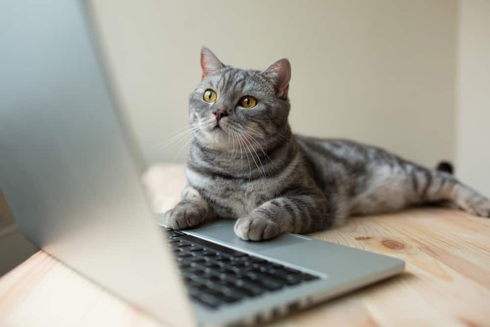 cat with paws on keyboard