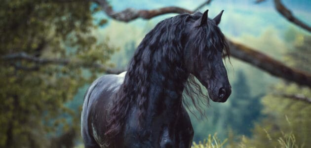 300 Boy Horse Names for Gallant Geldings and Strapping Stallions