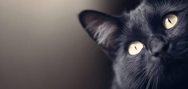 150+ Black Cat Names for Your Enchanting Feline