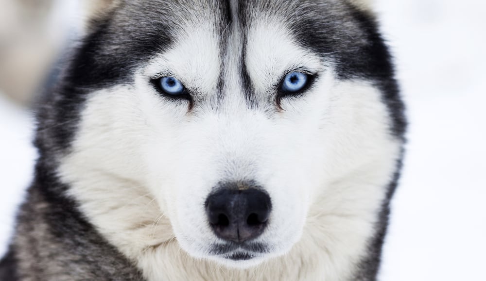 close up of husky with blue eyes