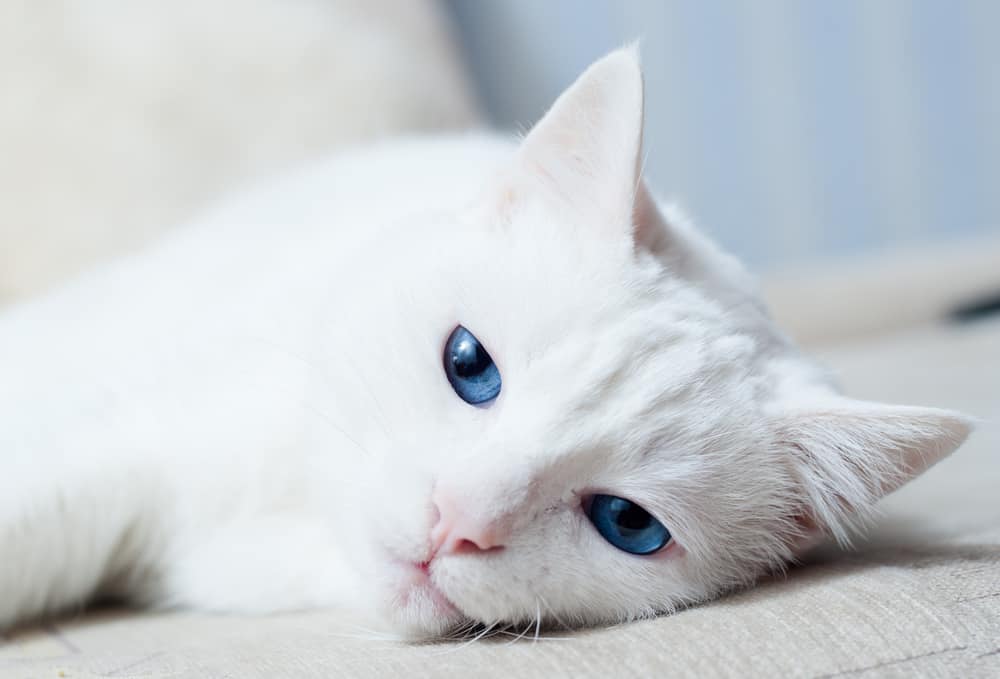 close up of white cat with blue eyes