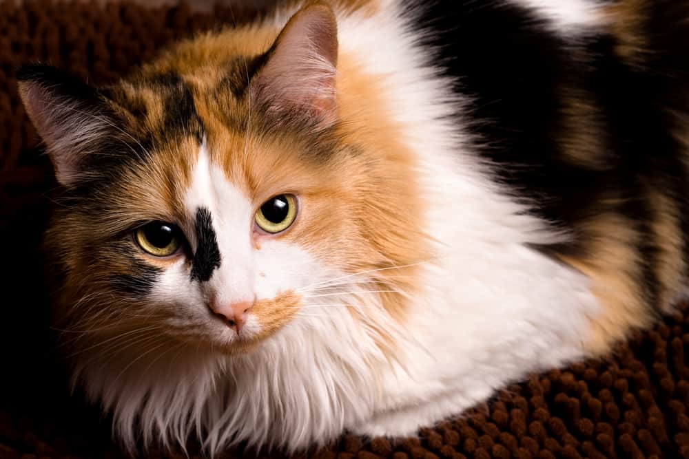 closeup of calico cat with green eyes