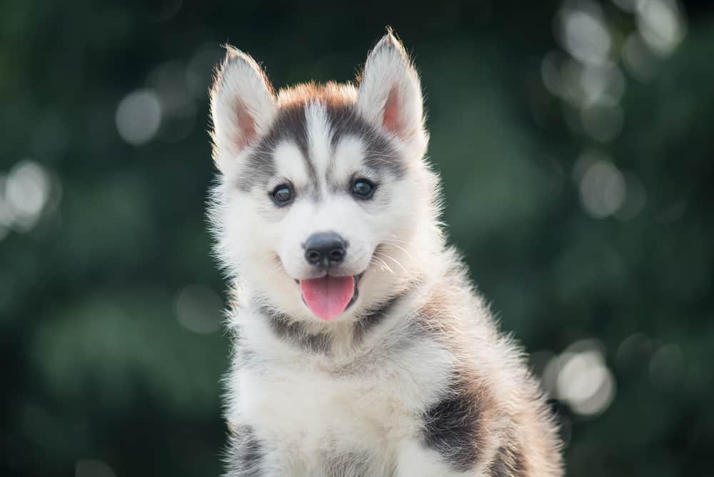 cute husky pup sitting