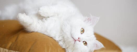 150+ Beautiful White Cat Names for Snowy Felines