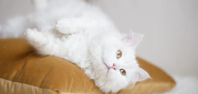 150+ Beautiful White Cat Names for Snowy Felines