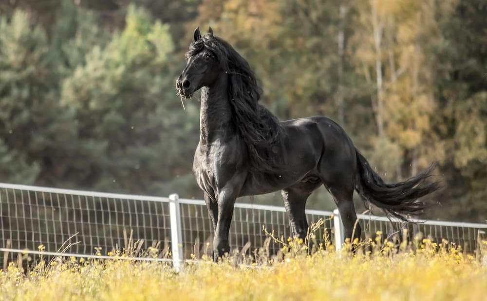 full-body shot of a black horse standing proudly in a pasture