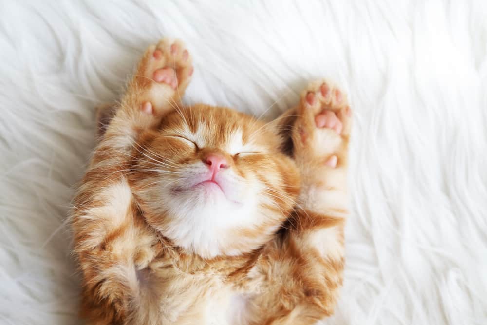 ginger kitten sleeping