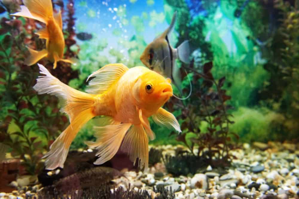 goldfish in a tank