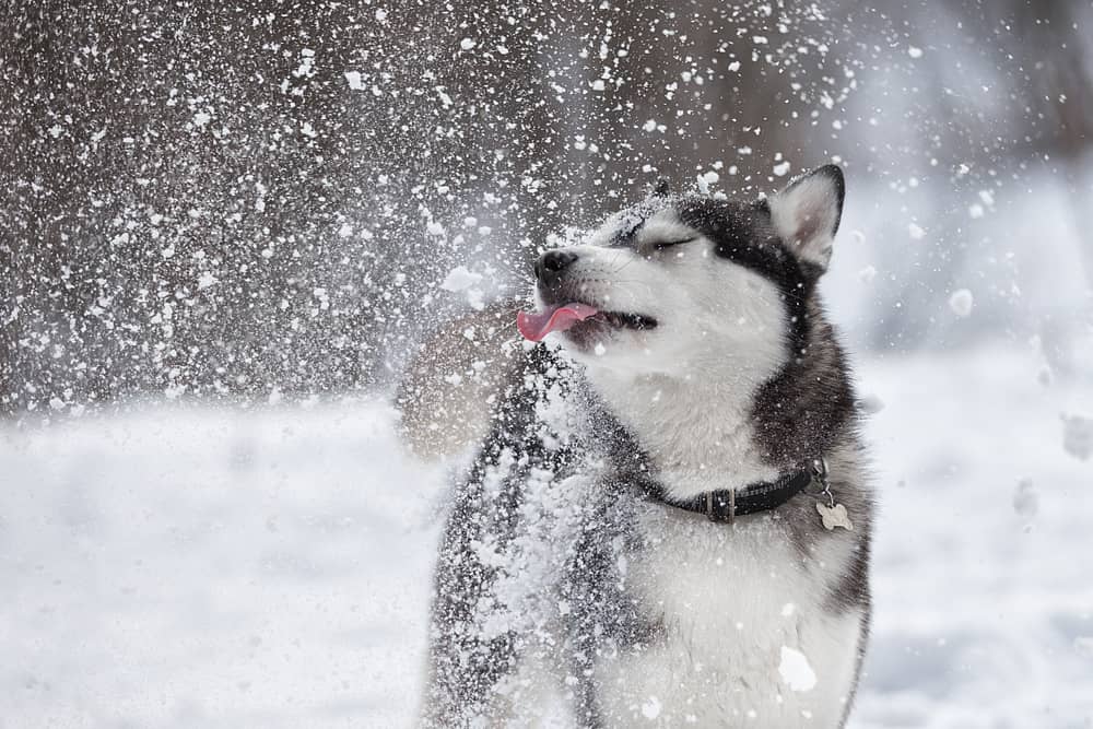 husky licking at falling snow