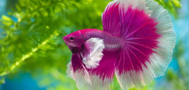 295 Cute Fish Names for Your Fintastic Friends
