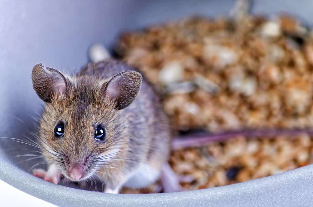 220 Cute Mouse Names for Your Tiny Companion - PetMag