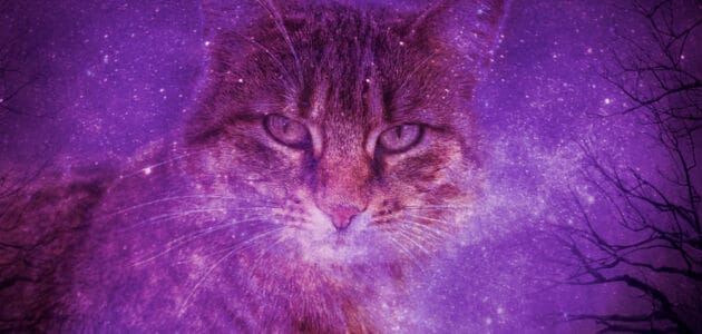 93 Divine Goddess Cat Names