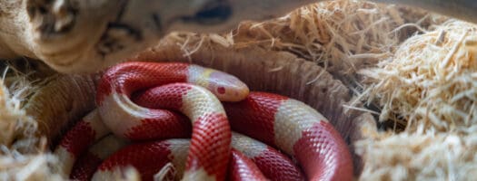 273 Cute Snake Names for Your Pet Noodle
