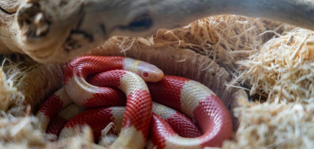 273 Cute Snake Names for Your Pet Noodle