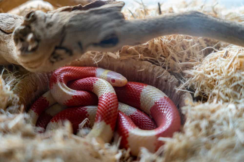 273 Cute Snake Names for Your Pet Noodle - PetMag