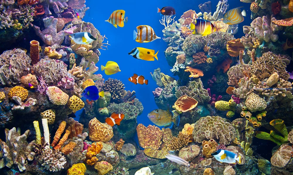 saltwater aquarium with colorful fish