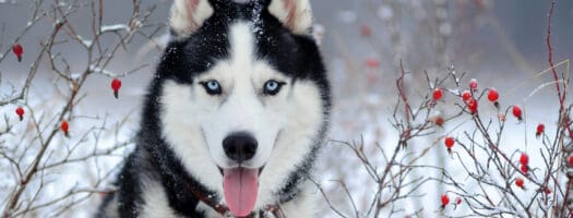 200+ Husky Dog Name Ideas Perfect for Your Big Softie