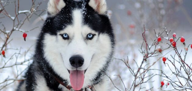 200+ Husky Dog Name Ideas Perfect for Your Big Softie