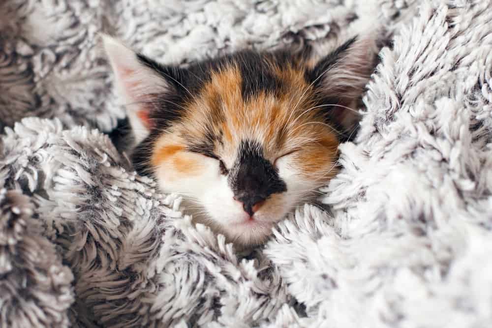 sleeping calico kitten in blanket